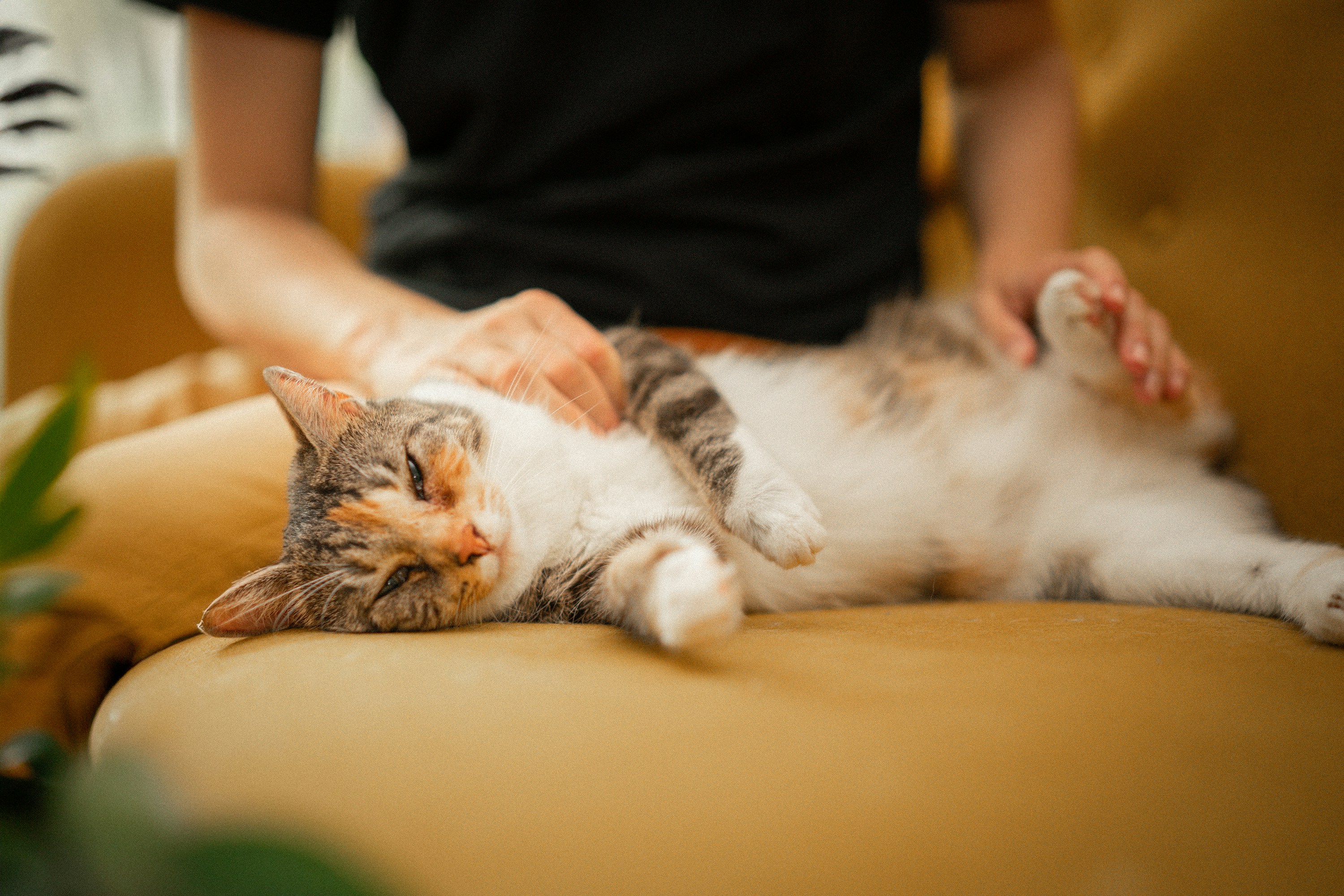 A person petting a sleepy cat on a warm yellow couch